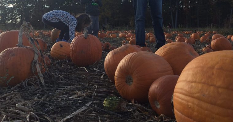 Farm Field Trip Tips + Unit Ideas for Kindergarten and First Grade