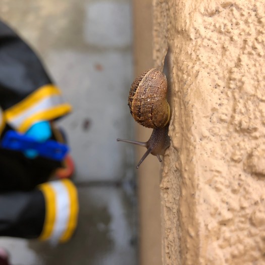 Snails Unit