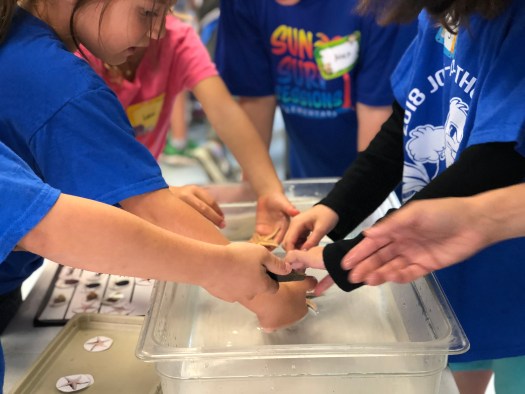 Sea Snails at the Birch Aquarium