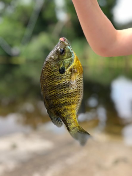 Fishing with Kids