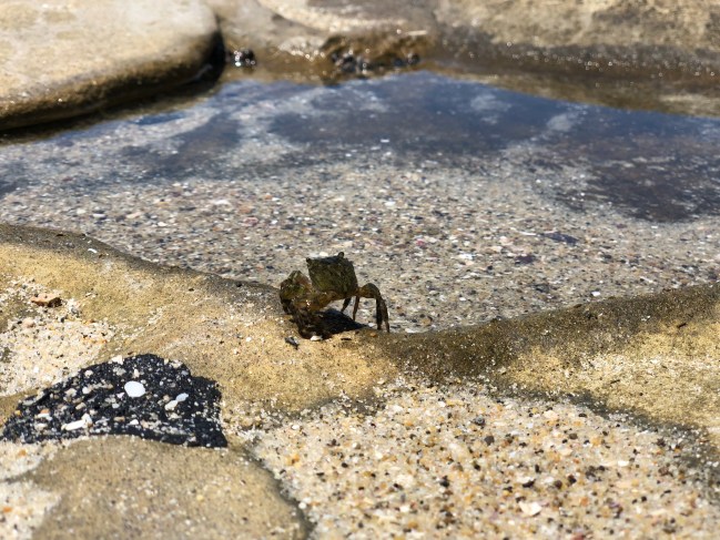 La Jolla Tide Pools with Kids Near San Diego CA