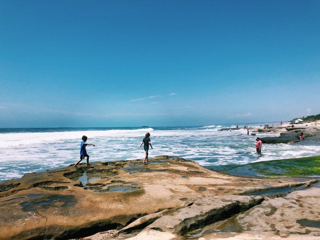 La Jolla Tide Pools with Kids Near San Diego CA