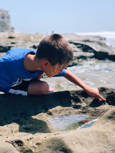 La Jolla Tide Pools with Kids Near San Diego CA