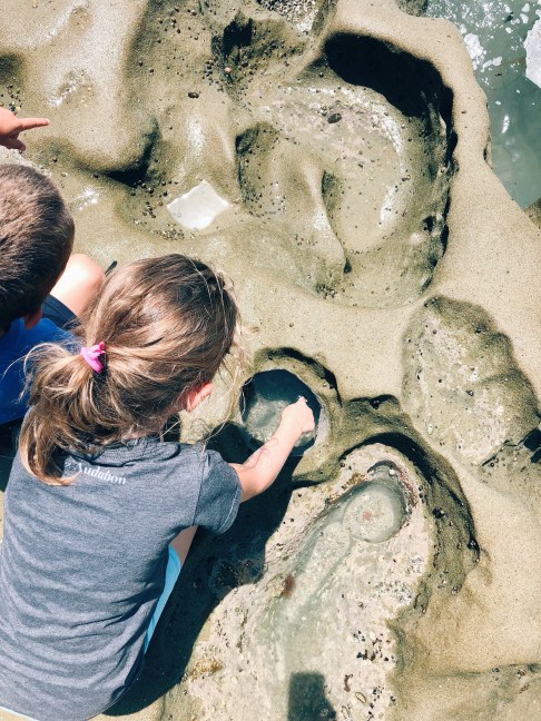 La Jolla Tide Pools with Kids Near San Diego CA