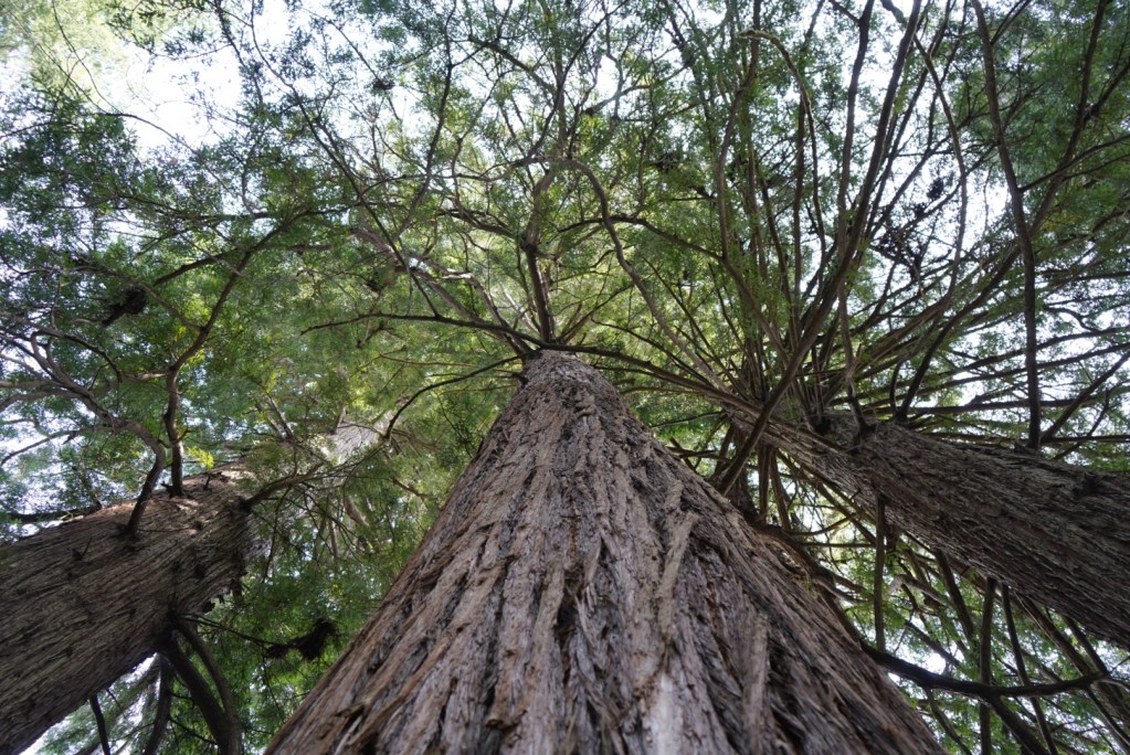 Visiting the Redwoods National and State Parks with kid - Bambini Travel