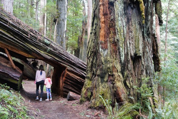 Redwood National Forest