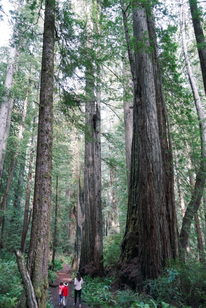 Visiting the Redwoods National and State Parks with kid - Bambini Travel