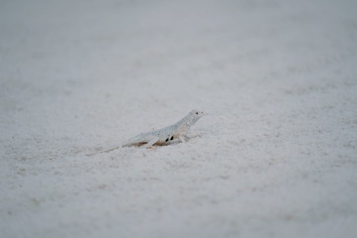 White Sands National Park by Bambini Travel