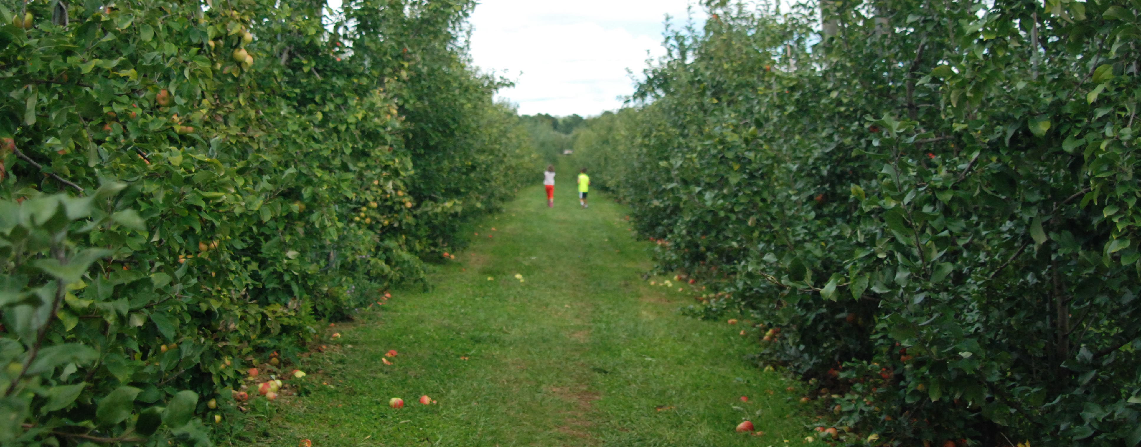 10+ Reasons to Schedule a Fall Family Day at Alstede Farm