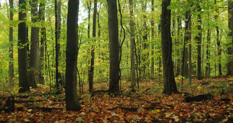 A Weekend Camping Trip to Coopers Rock State Forest West Virginia