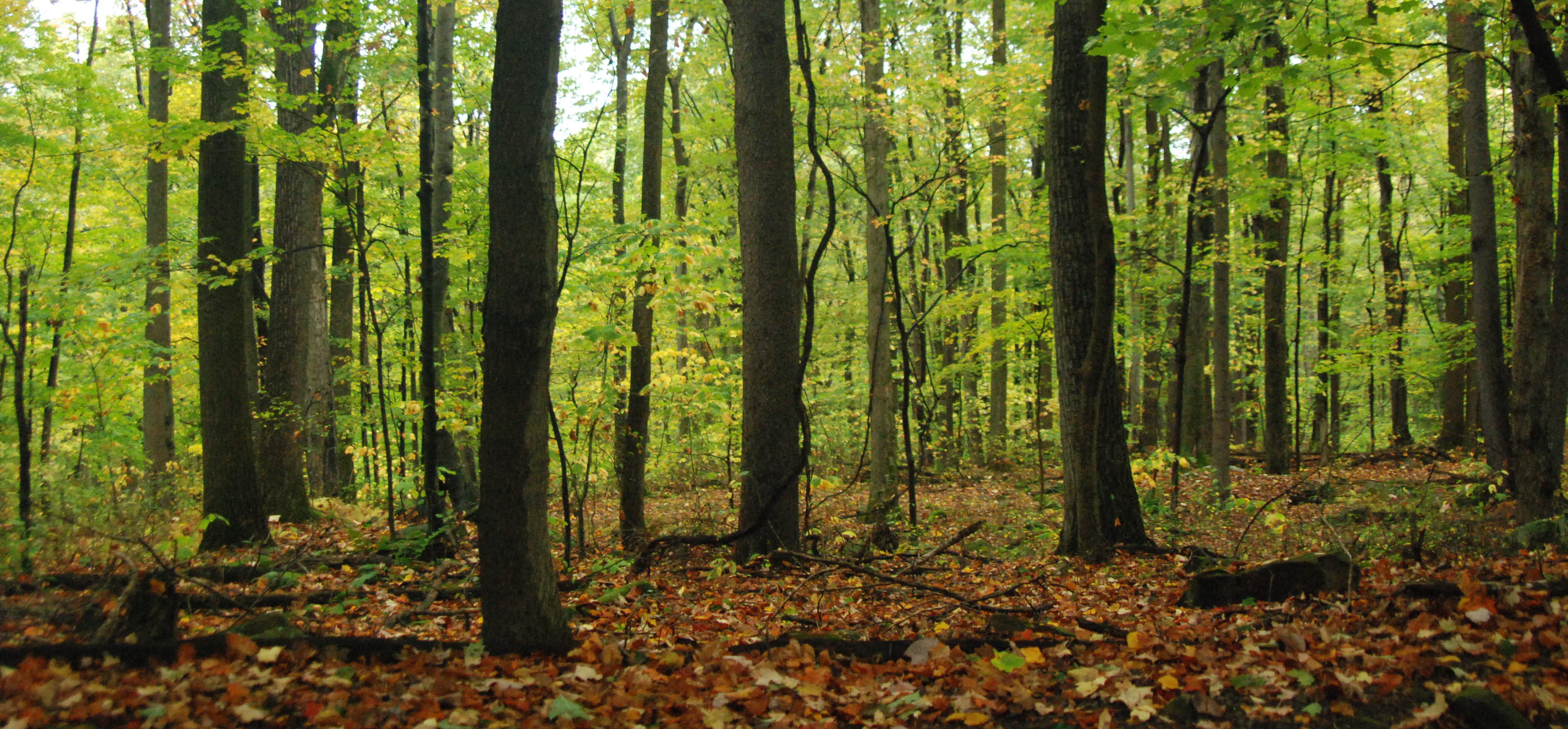 A Weekend Camping Trip to Coopers Rock State Forest West Virginia