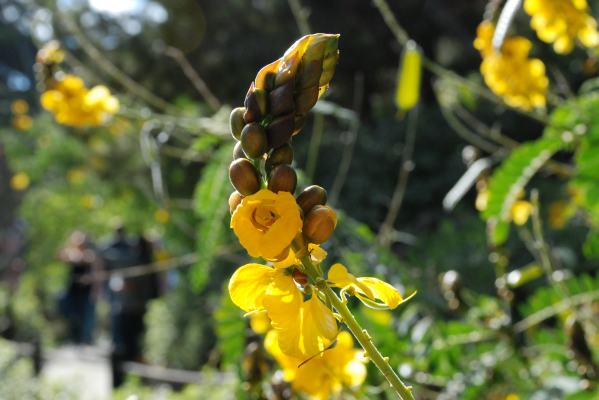 Japanese Friendship Garden in Balboa Park - 50+ Kid Friendly Things to Do in San Diego from Bambini Travel