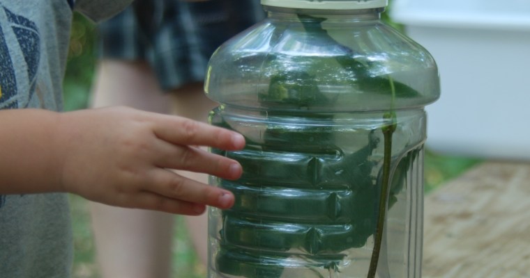 Easy Directions for a DIY Bug Jar