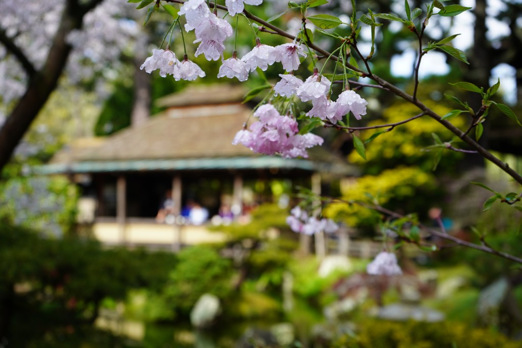 San Francisco with Kids - Japanese Tea Garden in Golden Gate Park