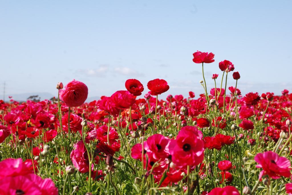 Flower Fields in Carlsbad - Day Trips from San Diego for Families from Bambini Travel