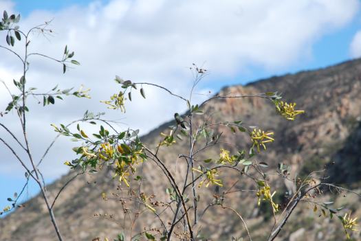 Hiking in Mission Trails Regional Park San Diego with Kids