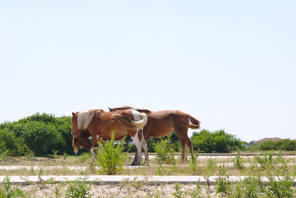 Assateague Wild Horses - Bambini Travel