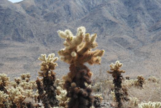 Joshua Tree National Park with Kids #juniorranger #nationalparks #familytravel #findyourpark #joshuatree #california