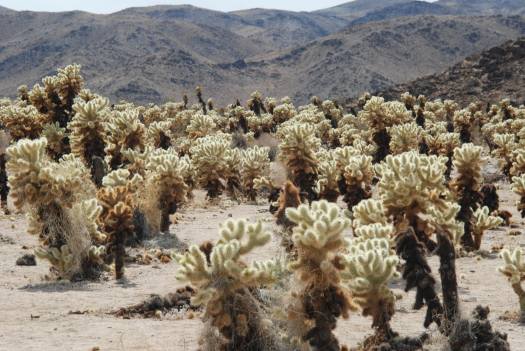 Joshua Tree National Park with Kids #juniorranger #nationalparks #familytravel #findyourpark #joshuatree #california