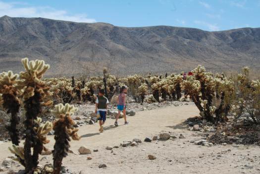 Joshua Tree National Park with Kids #juniorranger #nationalparks #familytravel #findyourpark #joshuatree #california