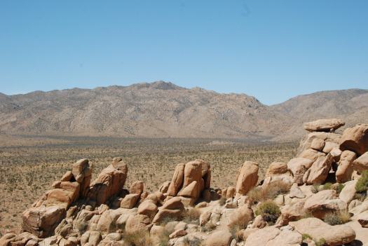 Joshua Tree National Park with Kids #juniorranger #nationalparks #familytravel #findyourpark #joshuatree #california