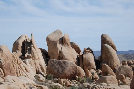 Joshua Tree National Park with Kids #juniorranger #nationalparks #familytravel #findyourpark #joshuatree #california