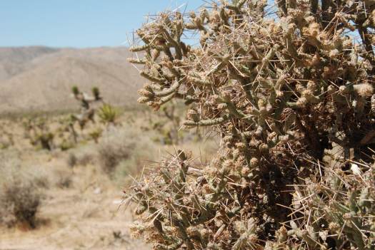 Joshua Tree National Park with Kids #juniorranger #nationalparks #familytravel #findyourpark #joshuatree #california