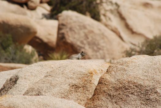 Joshua Tree National Park with Kids #juniorranger #nationalparks #familytravel #findyourpark #joshuatree #california