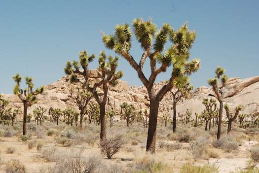 Joshua Tree National Park with Kids #juniorranger #nationalparks #familytravel #findyourpark #joshuatree #california