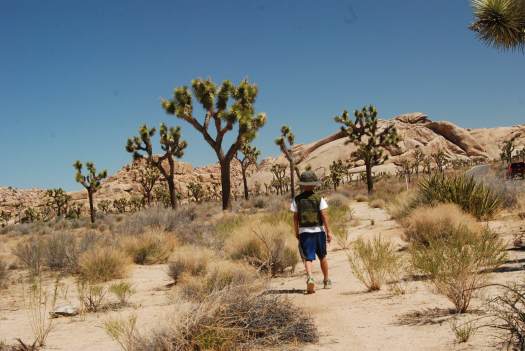 Joshua Tree National Park with Kids #juniorranger #nationalparks #familytravel #findyourpark #joshuatree #california