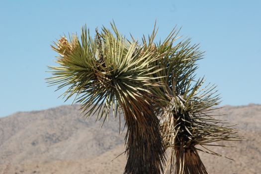 Joshua Tree National Park with Kids #juniorranger #nationalparks #familytravel #findyourpark #joshuatree #california