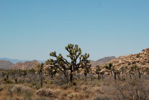 Joshua Tree National Park with Kids #juniorranger #nationalparks #familytravel #findyourpark #joshuatree #california