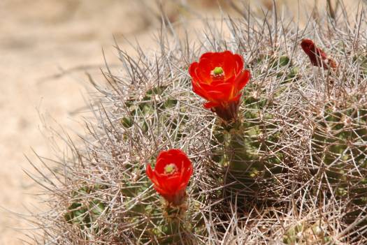 Joshua Tree National Park with Kids #juniorranger #nationalparks #familytravel #findyourpark #joshuatree #california