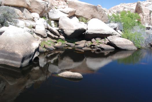 Joshua Tree National Park with Kids #juniorranger #nationalparks #familytravel #findyourpark #joshuatree #california