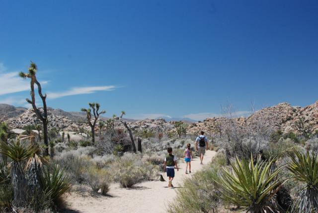 Joshua Tree National Park with Kids #juniorranger #nationalparks #familytravel #findyourpark #joshuatree #california