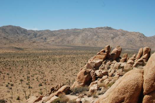 Joshua Tree National Park with Kids #juniorranger #nationalparks #familytravel #findyourpark #joshuatree #california