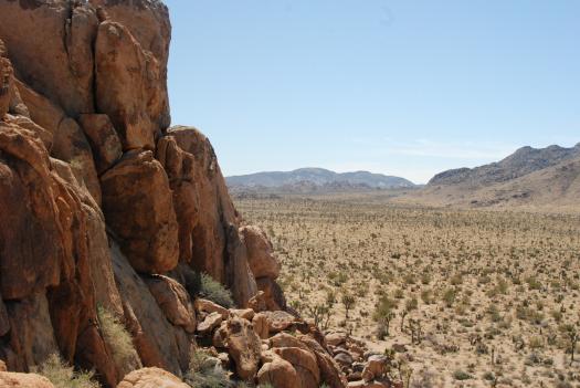 Joshua Tree National Park with Kids #juniorranger #nationalparks #familytravel #findyourpark #joshuatree #california