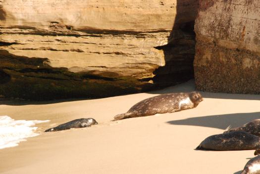 La Jolla Sea Lions #lajolla #sandiego #sandiegowithkids