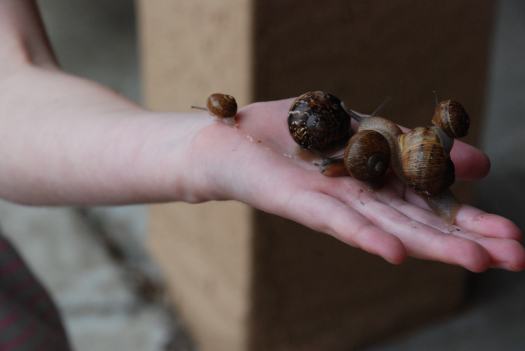 Snails Unit