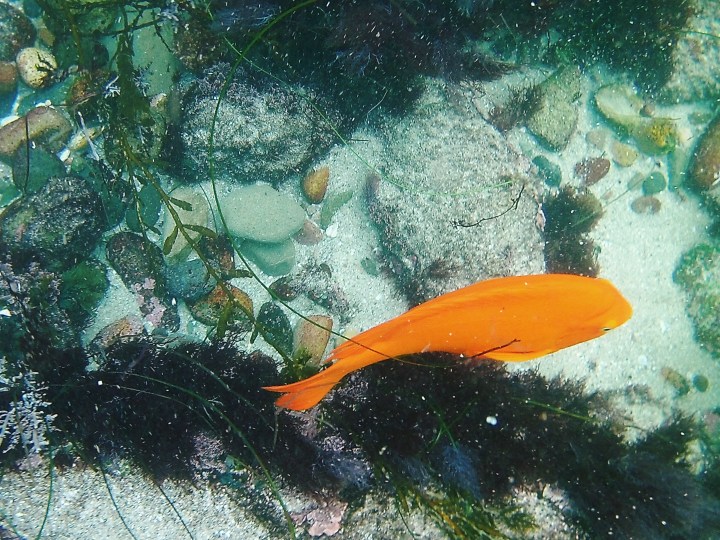 Snorkeling in La Jolla California with Bambini Travel