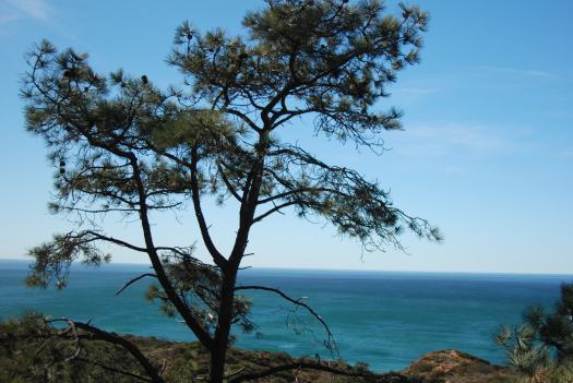 Torrey Pines Hike with Kids in San Diego CA