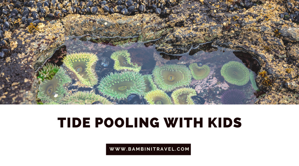 Tidepooling with Kids from Bambini Travel