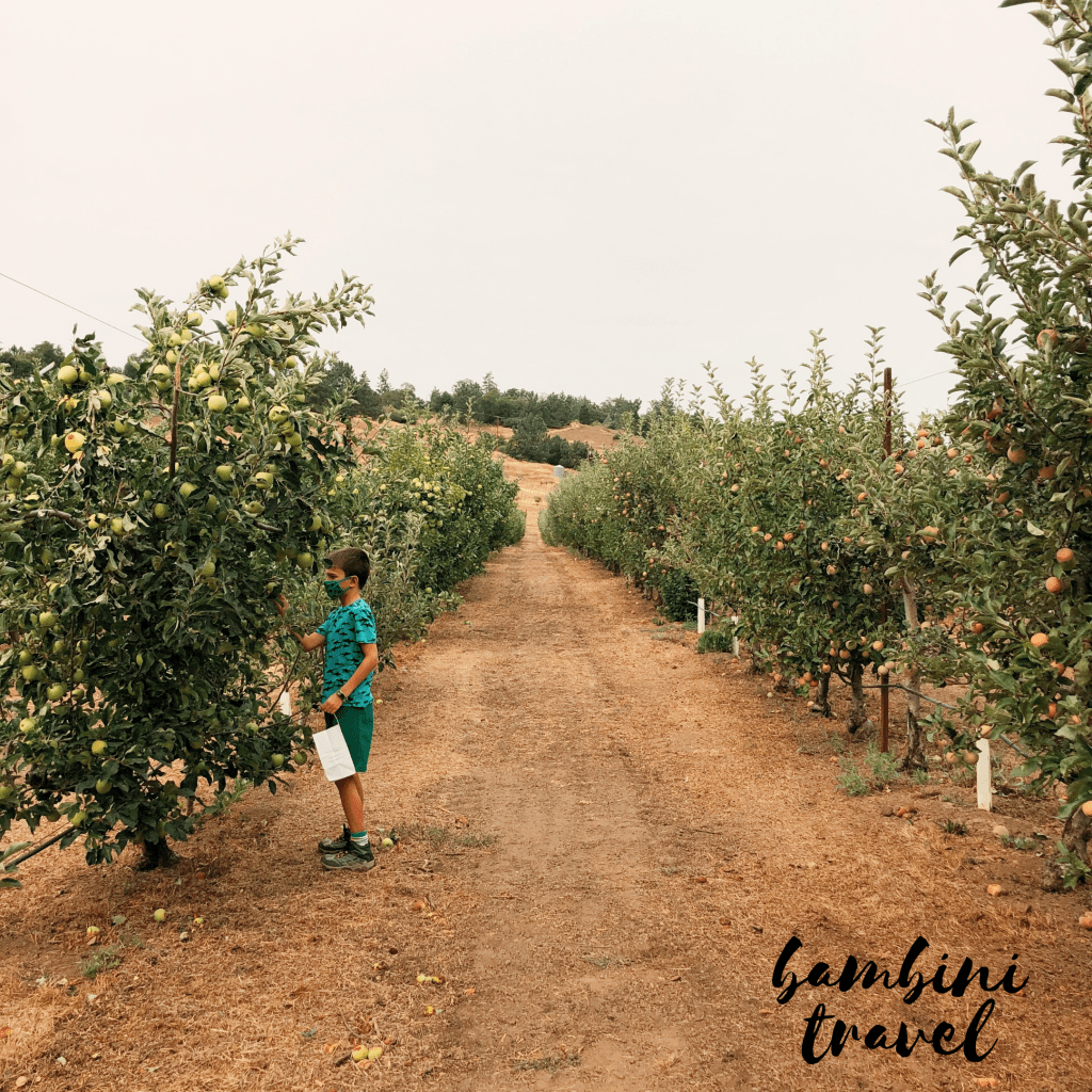 apple picking in julian ca . bambini travel